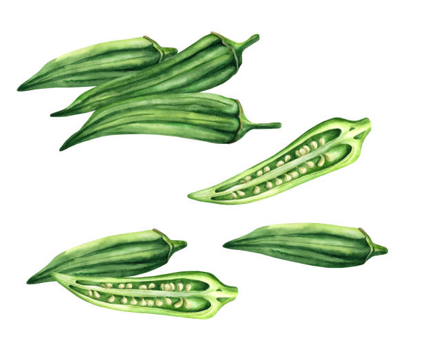 istock Fresh okra, whole and sliced on white background. Watercolor illustration 1621158462
