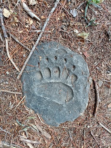 Wild brown bear footprint
