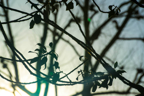 Calm nature scene: Majestic Tree Branches Reaching Towards the Sky with Vibrant Green Leaves stock photo. Captured in Notting Hill Gate district, Kensington, London, United Kingdom. Credit: Can Aksoy