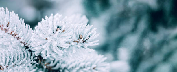istock Winter Christmas snowy fir tree background. Snow pine tree branches with bokeh. Winter or Christmas web panoramic banner with copy space. 1621176831