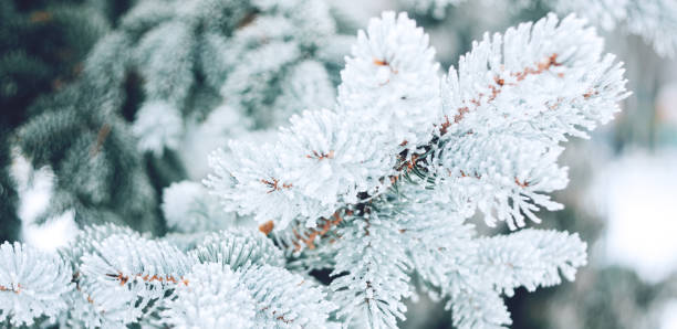 istock Winter Christmas snowy fir tree background. Snow pine tree branches with bokeh. Winter or Christmas web panoramic banner with copy space. 1621177061