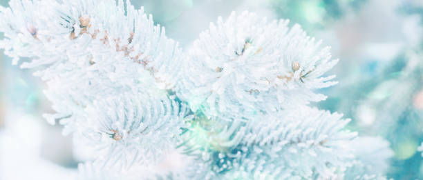 istock Winter Christmas snowy fir tree background. Snow pine tree branches with bokeh. Winter or Christmas web panoramic banner with copy space. 1621177204
