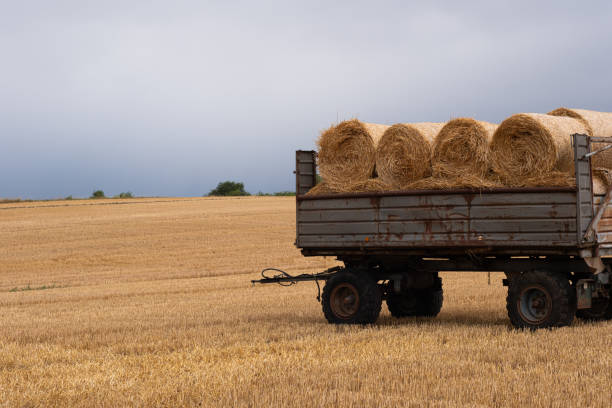 Trailer full of hay