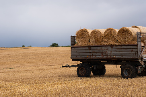 Trailer loaded with round bales of hay. The field from which they harvested and rolled the straw into bales. Not yet collected bales of hay lie near the trailer with bales. Cloudy weather, heavy gloomy dramatic sky.