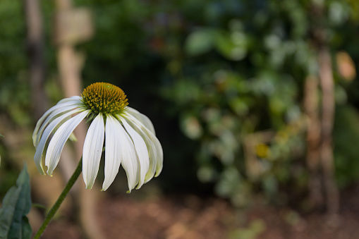 White coneflower in the garden with blurred background