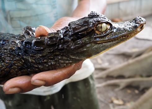 Portrait of a nile crocodile (Crocodylus niloticus)
