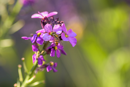 A lemon pendulum fly extracts the nectar from the Erysimum Bowles Mauve with blurred background and sunlight