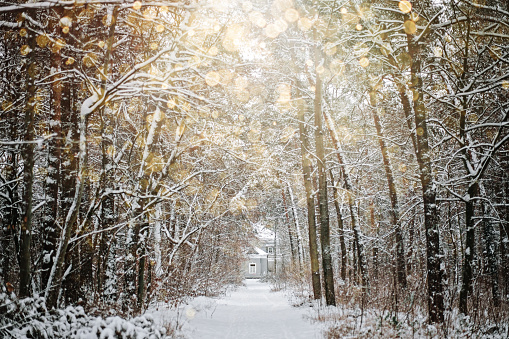 Winter solstice in snowy forest or park natural scene. Hibernal solstice. Sparkling snow in the snowy forest and low sun.