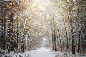 Winter solstice in snowy forest or park natural scene. Hibernal solstice. Sparkling snow in the snowy forest and low sun