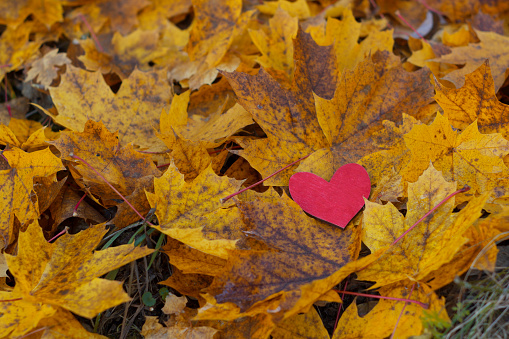 yellow leaves and red painted heart on the ground close up