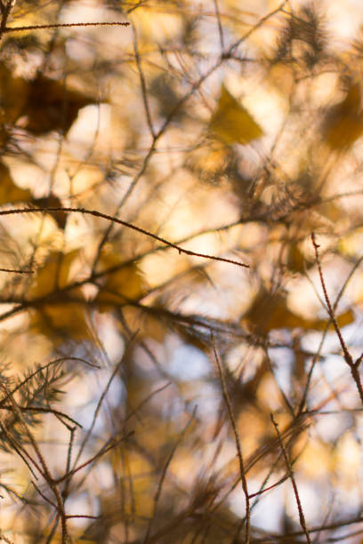 autumn yellow leaves on a blurred sky. Abstract cool background with selective soft focus.