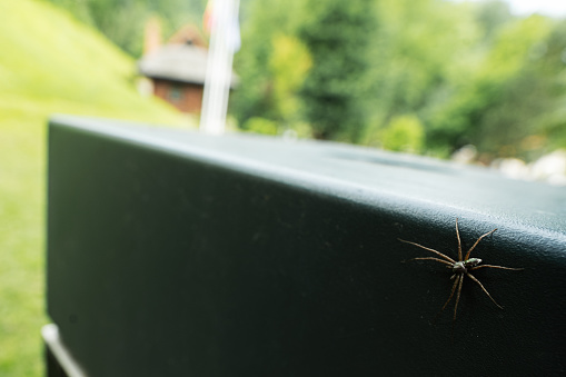 Spider on a fence in the garden. Selective focus.