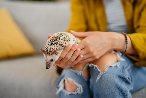 Young woman holding her cute hedgehog in the living room while sitting on the sofa. Close-up.