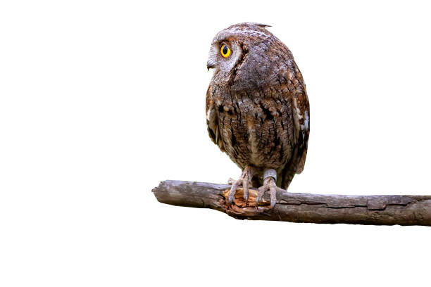 istock Isolated Owl. Eurasian Scops Owl. (Otus scops). White background. 1621207503