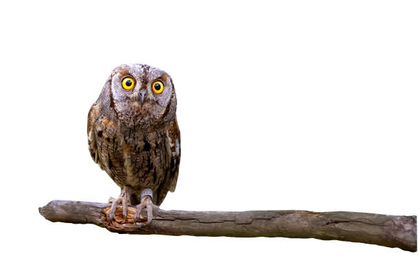 istock Isolated Owl. Eurasian Scops Owl. (Otus scops). White background. 1621207504
