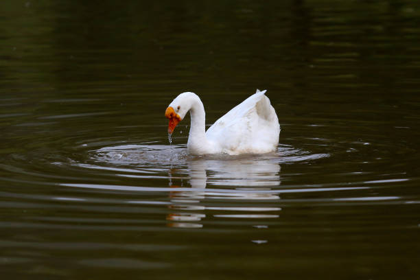 istock Animals in the Wild 1621210847