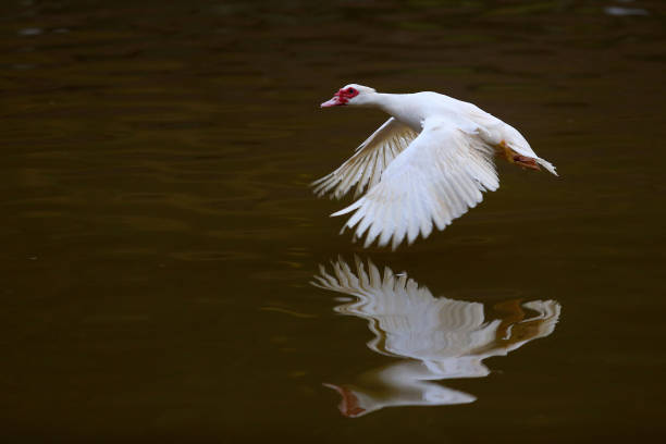 Goose flying freely around the lake