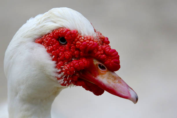 Goose facial feature