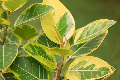 The large leaves on the Ficus Altissima Golden Gem is a little like rubber plants and have wonderfully pale green veins that show up beautifully against the emerald green and yellow of the leaf. This particular Ficus Tree is a beautiful addition to any home. Also called Golden Rubber Plant.