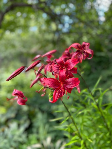 tiger lily flowers on the blurred garden background