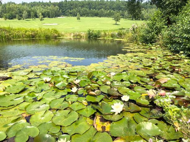 istock Lake with water lilies and green meadow and forest 1621234400