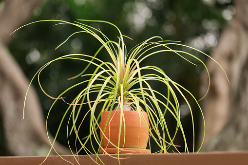 A Small Potted Ponytail Palm Outdoors in August of 2023\n\nBeaucarnea recurvata, the elephant's foot or ponytail palm, is a species of plant in the family Asparagaceae. The species was native to numerous states of eastern Mexico but is now confined to the state of Veracruz. Despite its common name, it is not closely related to the true palms.