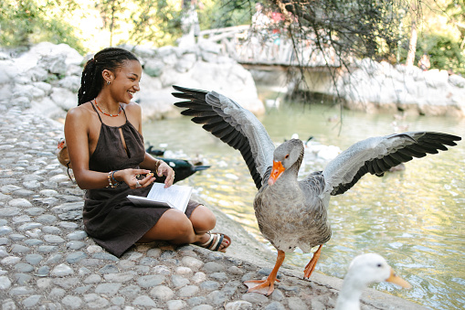 An African young woman reading by the lake is interrupted by a hungry goose spreading its wings