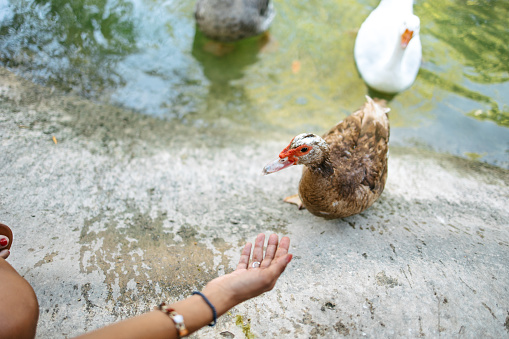 A woman giving a hand to a duck by the lake and calling it to come