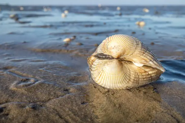cockle in the Wadden Sea in Cuxhaven, Germany
