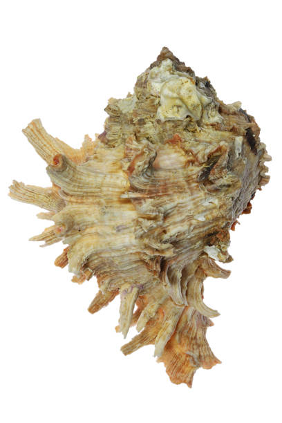 istock sea snail (Hexaplex duplex) from Dakar, Senegal 1621261381