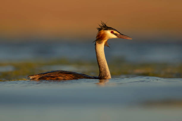 Sunset and a beautiful water bird Nature background. Great Crested Grebe (Podiceps cristatus). Great Crested Grebe (Podiceps cristatus). great crested grebe stock pictures, royalty-free photos & images