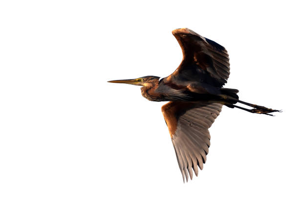 istock Isolated bird. White background. Bird: Purple heron. (Ardea purpurea) 1621281882