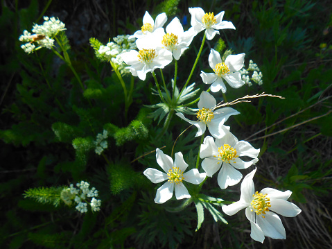 anemone in Pyrenees