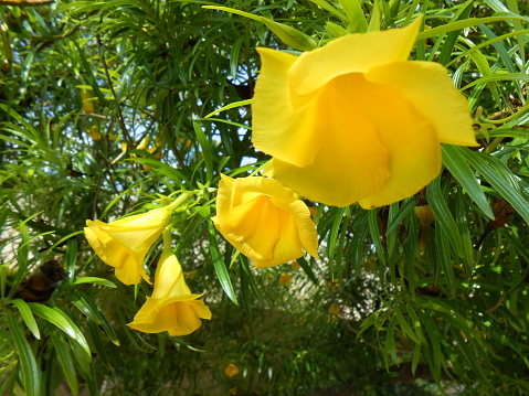 oleander in Vinaroz, Castellón