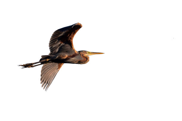 Oriental darter or Indian darter isolated on white.