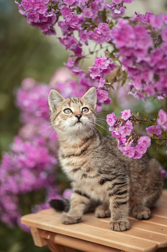 Photo of a striped kitten near flowers.