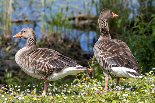 adult graylag geese (Anser anser) on a meadow with daisies