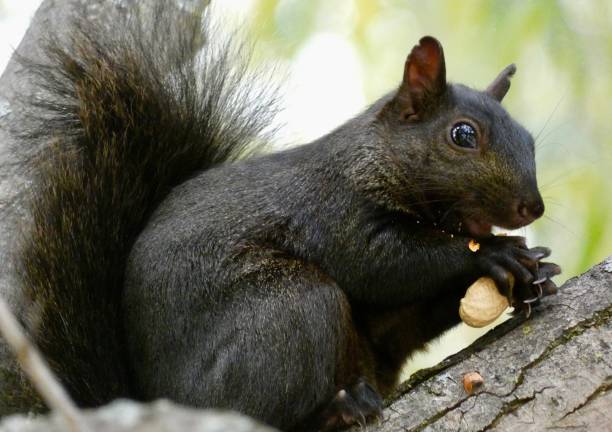 istock Eastern Grey(black) Squirrel - holding & eating peanut in tree-in profile view 1621331317
