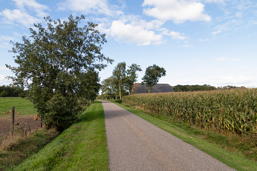 Country road through the rural area with free-roaming chickens in the meadow and a corn field.