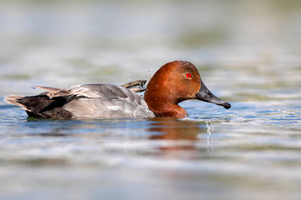 istock Swimming duck. Nature background. Common Pochard. (Aythya ferina). 1621347041