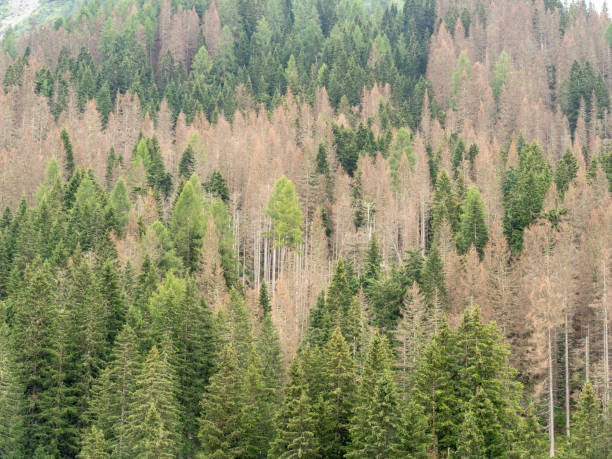 istock Woods destroyed by the bark beetle, whose scientific name is Ips typographus, the beetle that is ravaging the forests. European Alps 1621347042