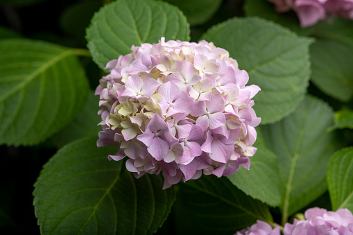 Pink hydrangea flower with space for your text