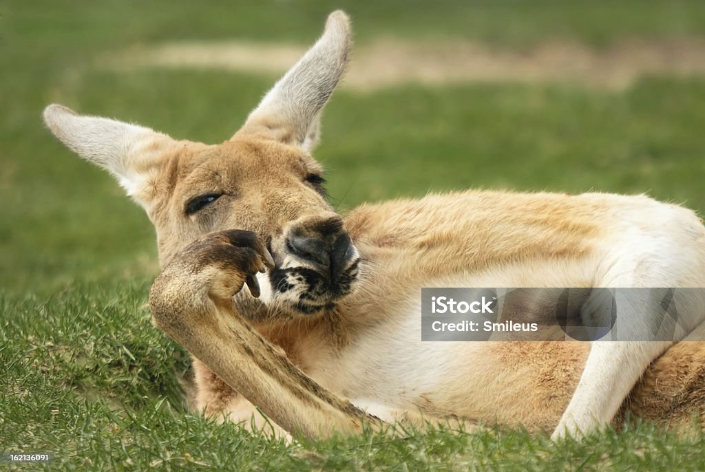 Kangaroo posando mucho como un humanos - Foto de stock de Canguro libre de derechos