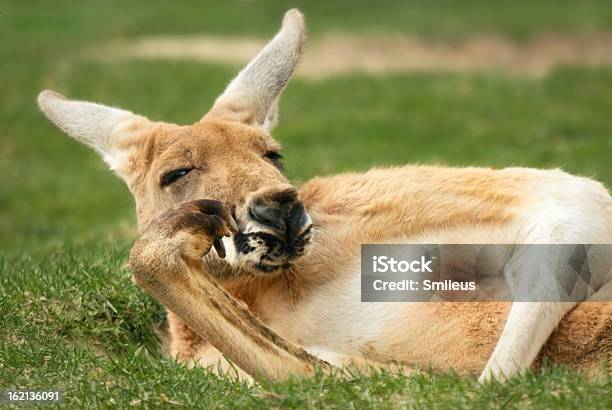 Kangaroo Posando Mucho Como Un Humanos Foto de stock y más banco de imágenes de Canguro - Canguro, Humor, Animal