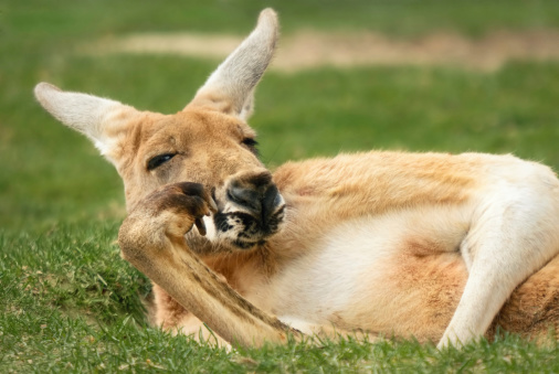 Funny outdoor portrait of a relaxed kangaroo posing like a human and looking into the camera