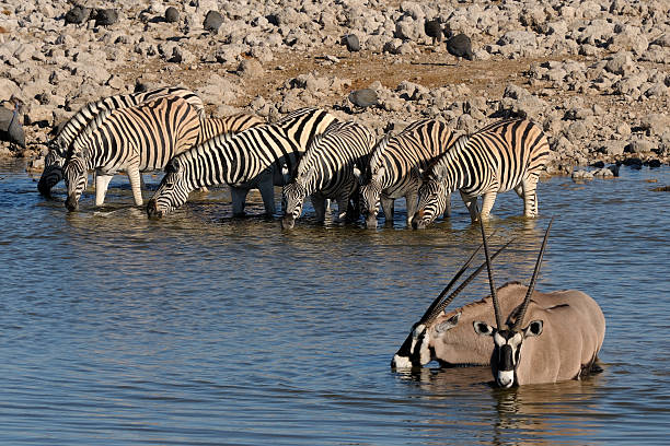 zebras e órix de água potável, okaukeujo caldeirão - oryx - fotografias e filmes do acervo