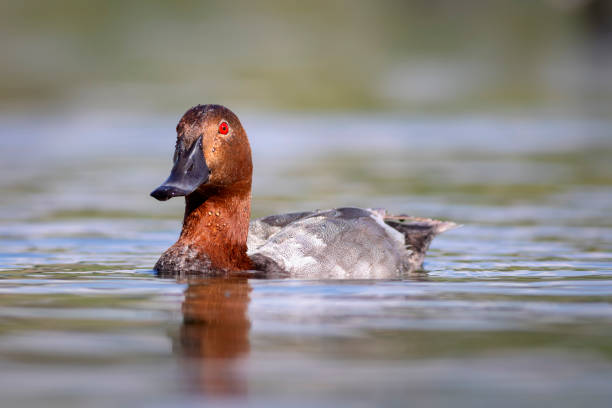istock Swimming duck. Nature background. Common Pochard. (Aythya ferina). 1621369460
