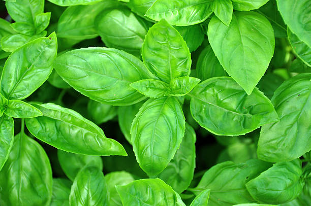 Green leaves of fresh basil stock photo