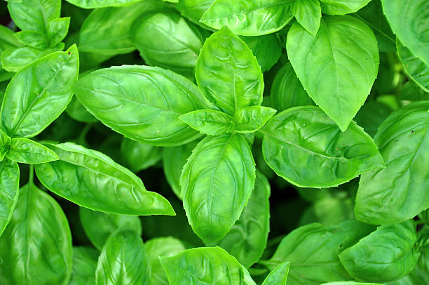 Verde folhas de Manjericão fresco - fotografia de stock