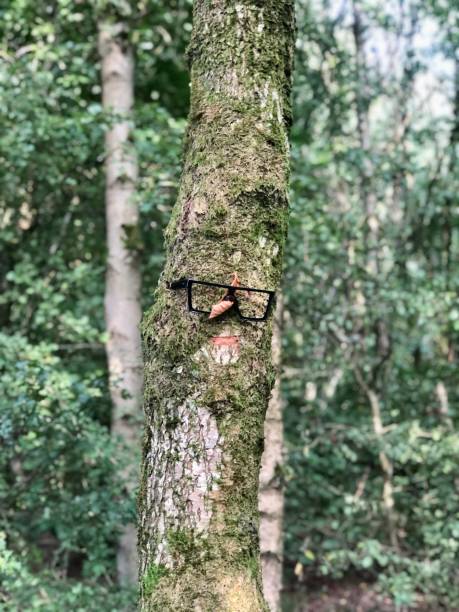 istock When you can’t see the woods for the trees 1621392982